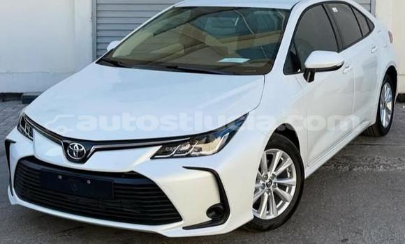 Buy Used Toyota Corolla White Car in Canaries in Canaries